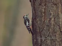Middelste Bonte Specht [Dendrocopos medius]